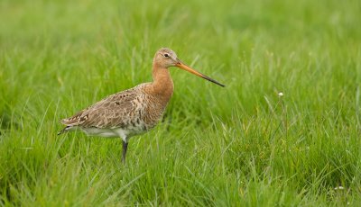 Grutto (Black-tailed Godwit)