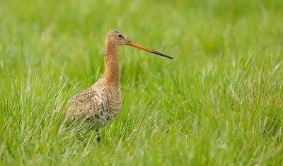 Grutto (Black-tailed Godwit)