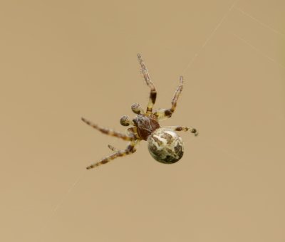 Brugspin (Larinioides sclopetarius) - Bridge Spider
