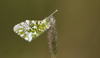Oranjetipje (Anthocharis cardamines)