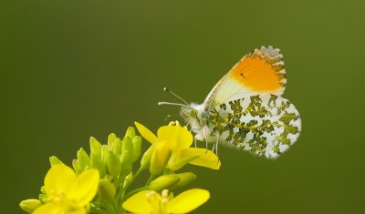 Oranjetipje (Anthocharis cardamines)