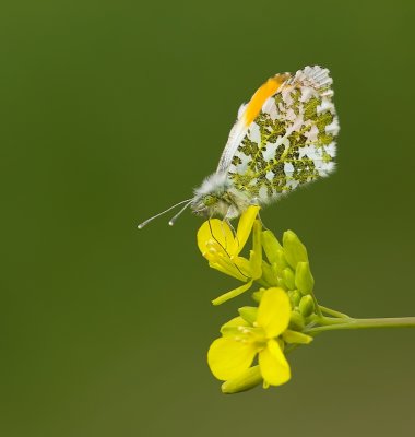 Oranjetipje (Anthocharis cardamines)
