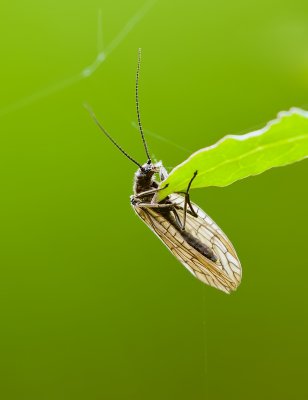 Elzen- of Slijkvlieg (Sialis lutaria) - Alderfly 