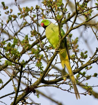 Halsbandparkiet (Rose-ringed Parakeet)