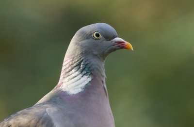 Houtduif (Common Wood Pigeon)