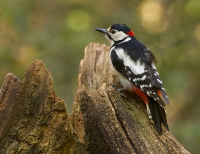 Grote Bonte Specht (Great Spotted Woodpecker)