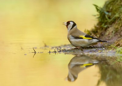 Putter (European Goldfinch)