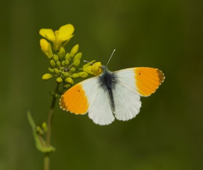 Oranjetipje (Anthocharis cardamines)