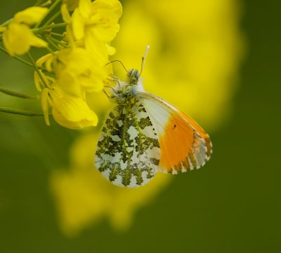 Oranjetipje (Anthocharis cardamines)