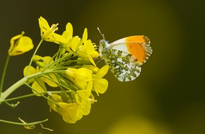 Oranjetipje (Anthocharis cardamines)