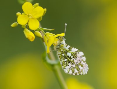 Oranjetipje (Anthocharis cardamines)
