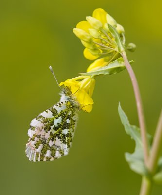 Oranjetipje (Anthocharis cardamines)