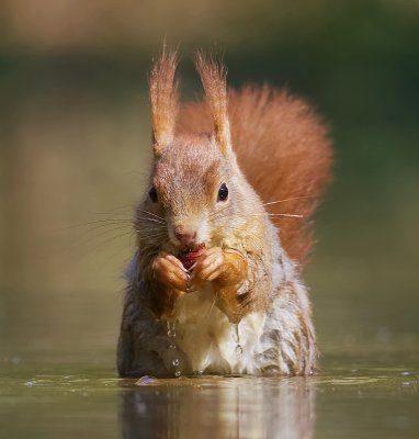 Eekhoorn (Red Squirrel)