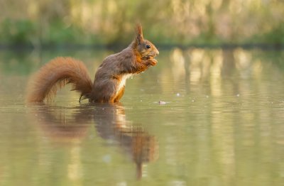 Eekhoorn (Red Squirrel)