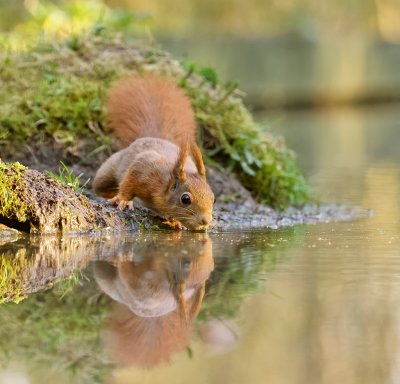 Eekhoorn (Red Squirrel)