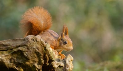 Eekhoorn (Red Squirrel)