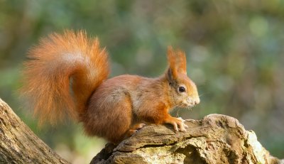 Eekhoorn (Red Squirrel)