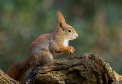 Eekhoorn (Red Squirrel)