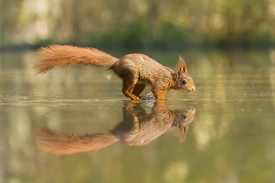 Eekhoorn (Red Squirrel)