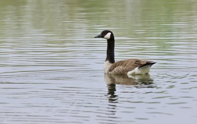 Canadese Gans (Canada Goose)