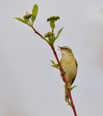 Rietzanger (Sedge Warbler)