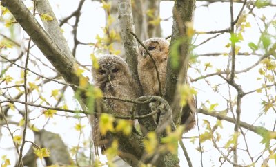 Bosuil (Tawny Owl)