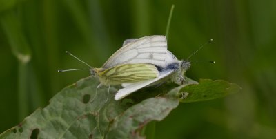 Klein Geaderd Witje (Pieris napi) - Green-veined White