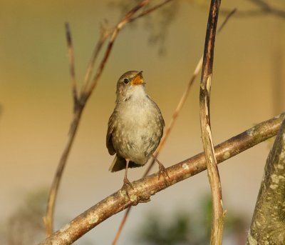 Cetti's Zanger (Cetti's Warbler)