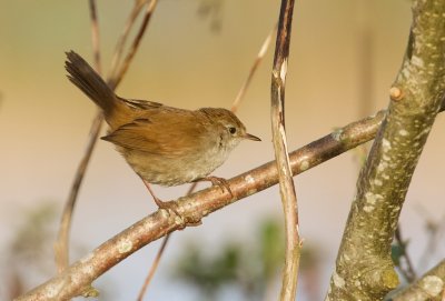 Cetti's Zanger (Cetti's Warbler)