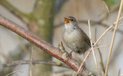 Cetti's Zanger (Cetti's Warbler)