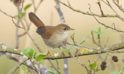 Cetti's Zanger (Cetti's Warbler)