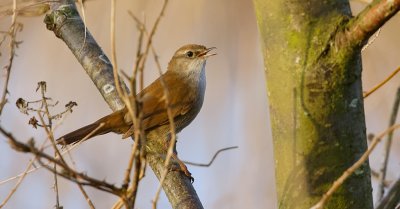 Cetti's Zanger (Cetti's Warbler)