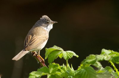 Grasmus (Common Whitethroat)