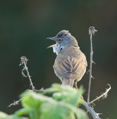 Grasmus (Common Whitethroat)