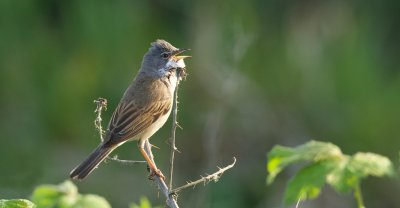 Grasmus (Common Whitethroat)