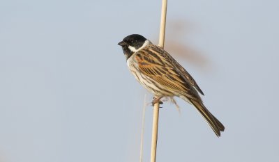 Rietgors (Common Reed Bunting)