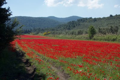 Poppies near Achladeri