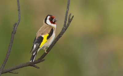 Putter (European Goldfinch)