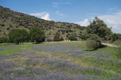 Field near Limni Metochi
