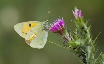 Oranje Luzernevlinder (Clouded Yellow)