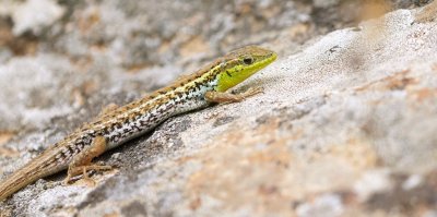 Slangooghagedis (Snake-eyed Lizard)