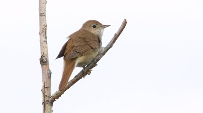 Nachtegaal (Common Nightingale)