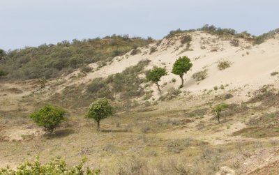 Amsterdamse Waterleidingduinen