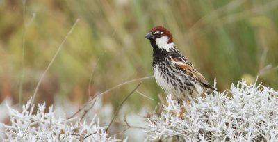 Spaanse Mus (Spanish Sparrow)