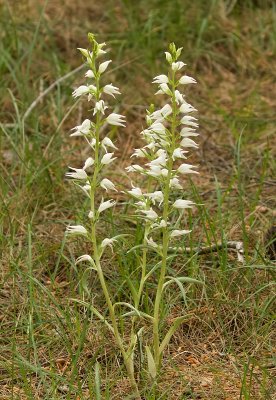 Bosvogeltje (Cephalanthera sp.)