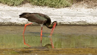 Zwarte Oooievaar (Black Stork)