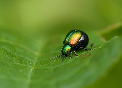 Groene Zuringhaantje (Gastrophysa viridula) - Green Dock Beetle