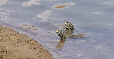 Kaspische Beekschildpad (Stripe-necked Terrapin)