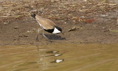 Sporenkievit (Spur-winged Lapwing)