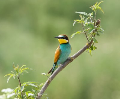 Bijeneter (European Bee-eater)